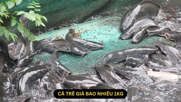 cá trê giá bao nhiêu 1kg